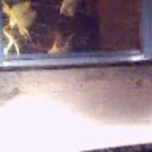 Meet your Posher, Allen